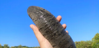 Koh Yao Sea Cucumber Has Been Added to Thailand’s GI list sea cucumber