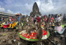 Officials Have a Plan to End Years of Monkey Mayhem in Lopburi