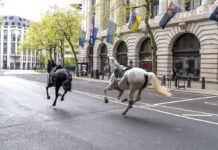 Military Horses Run Loose in Central London, Injuring 4 People and Causing Havoc
