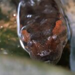 anaconda4