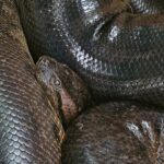 anaconda5