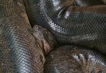 Mayo-Moya: The Giant Anacondas of Thailand