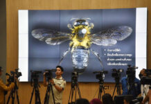 Himalayan Giant Bee Discovered in Thailand for the First Time Himalayan giant bee