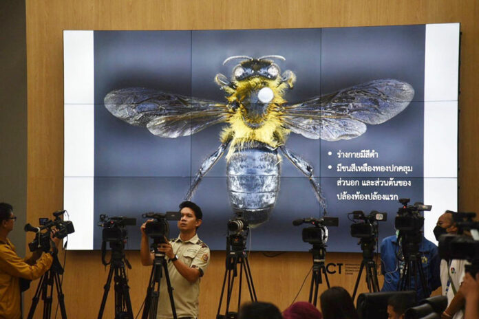 Himalayan giant bee