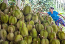 Durian Sales Surge in China as Demand Soars