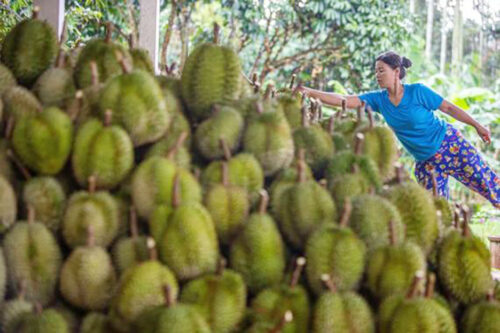 Durian Sales Surge in China as Demand Soars