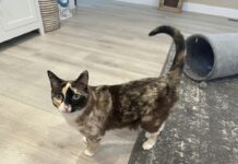 Utah Cat With a Fondness for Cardboard Takes Surprise Trip to California in an Amazon Box