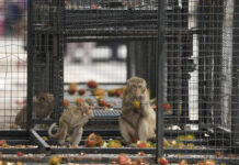 Thai Town Maddened by Marauding Monkeys Launches Plan to Lock Them up and Send Them Away