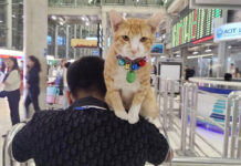 Viral Suvarnabhumi Airport Ginger Cat Launches Fan Page Amid Fewer Appearances ginger cat