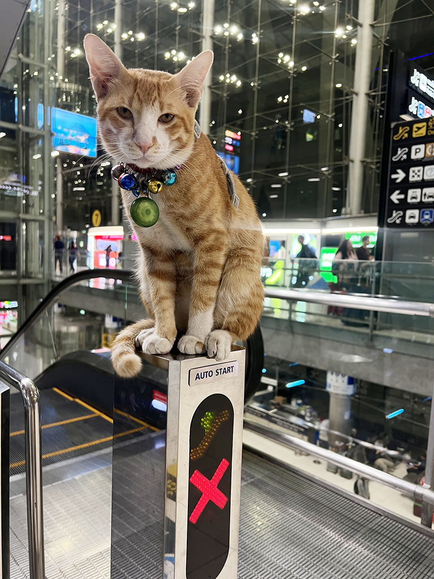 airport cat2