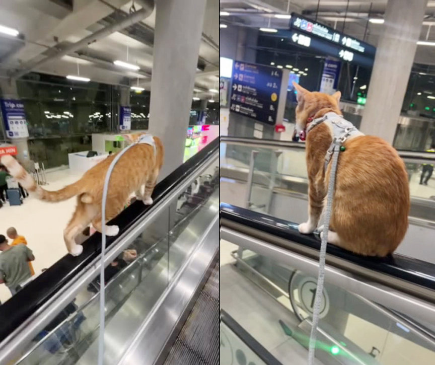airport cat33