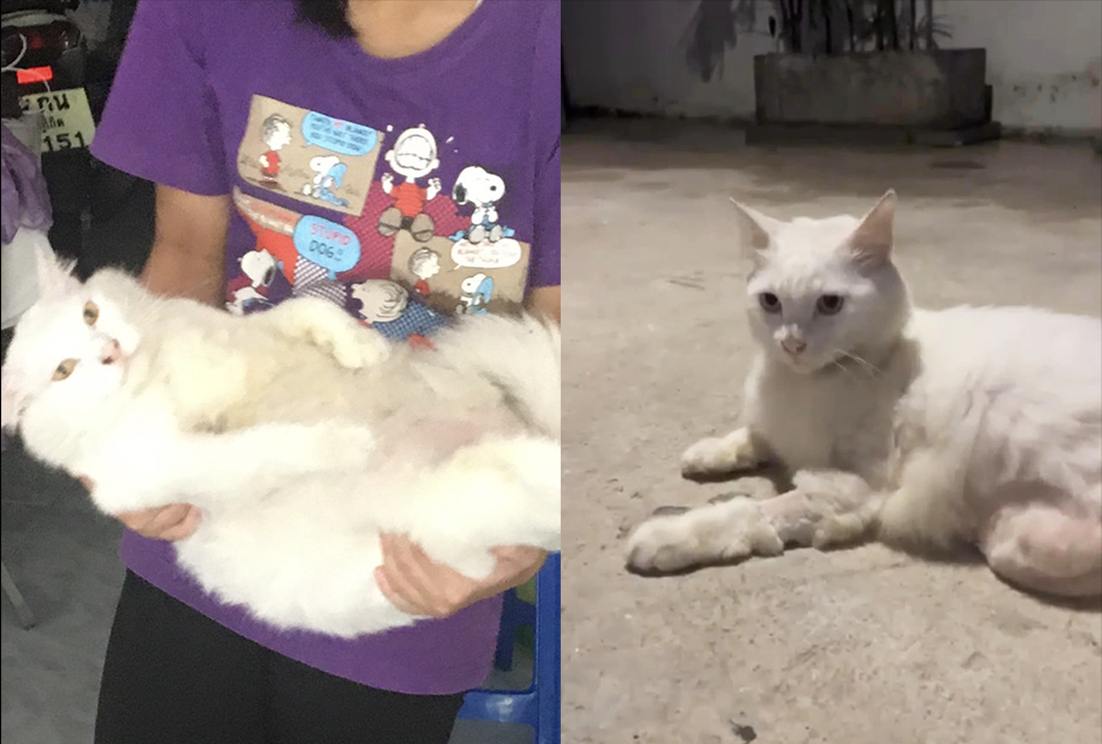 cat phuket3