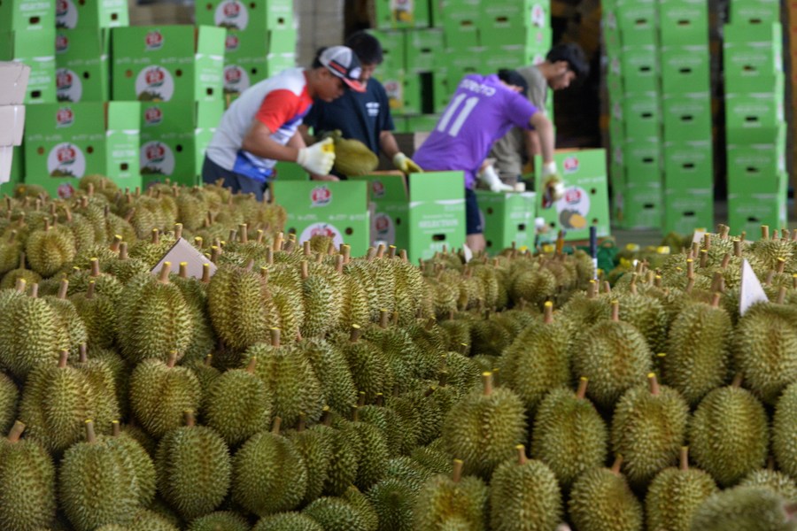 chanthaburi durian1