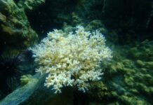 Coral Bleaching Detected in 19 National Parks Along Thai Gulf and Andaman Sea Coasts