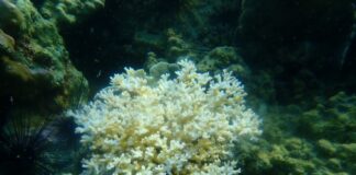 Coral Bleaching Detected in 19 National Parks Along Thai Gulf and Andaman Sea Coasts
