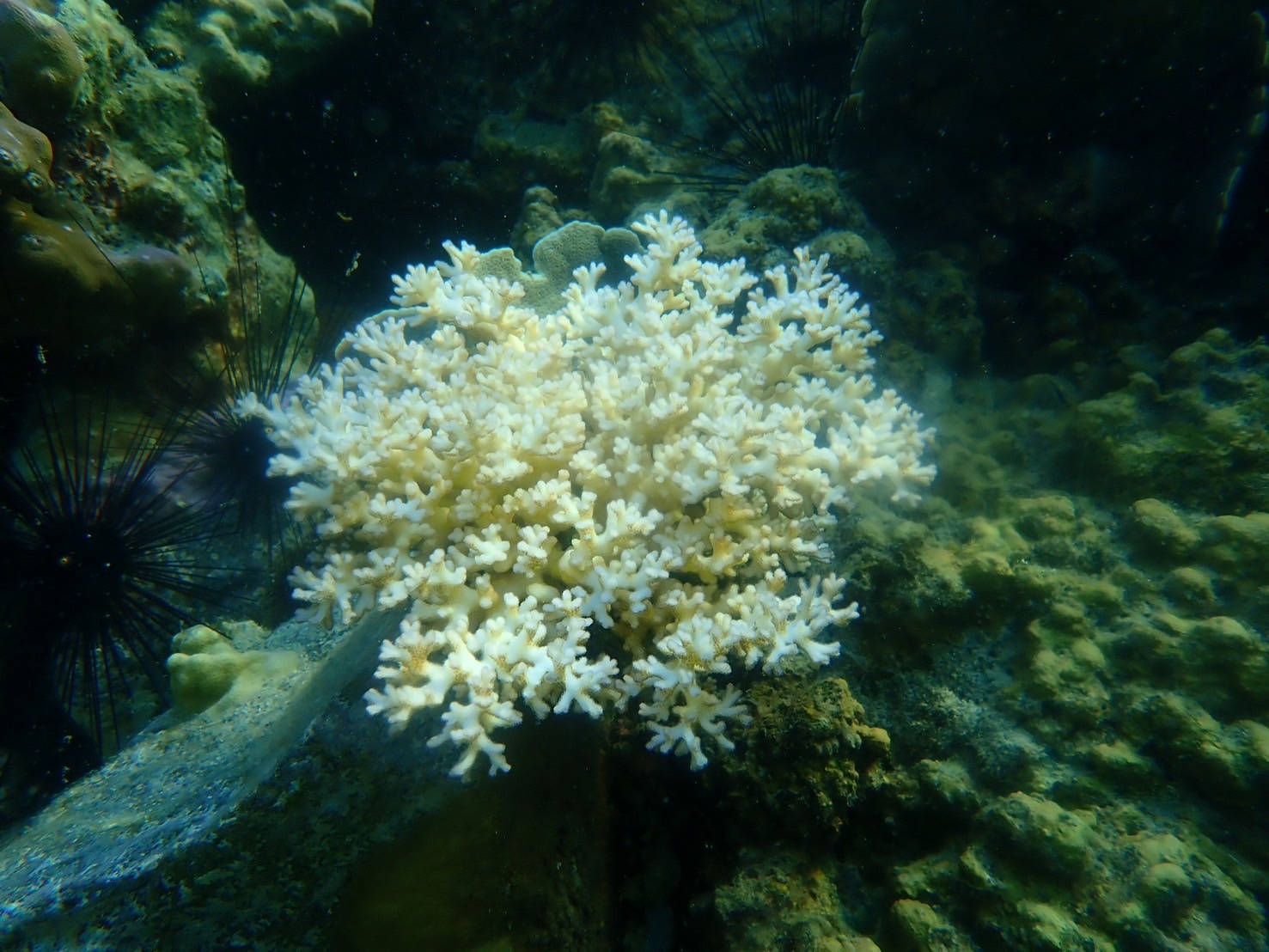 izbjeljivač koralja1
