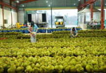 Should Thai Durian Fear Vietnamese Competitors? Durian Risk Index Says Yes
