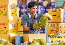 Journey of Durians from Thai Orchards to Chinese Markets