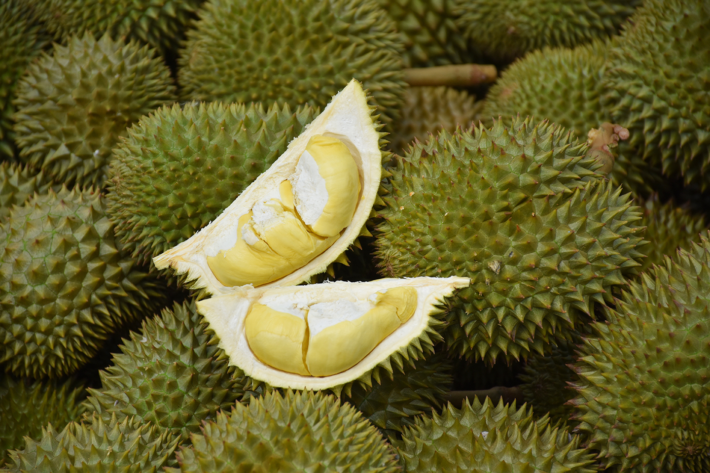 durian2024 4