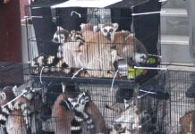 Thai-US Seizes 48 Lemurs and 1,076 Tortoises from Wildlife Trafficking Ring lemurs