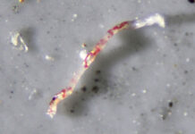 Airborne Microplastics a Dark Cloud on Horizon for Human Health
