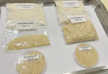 The Controversial 10-year-old Rice is Safe, Medical Sciences Department Confirms