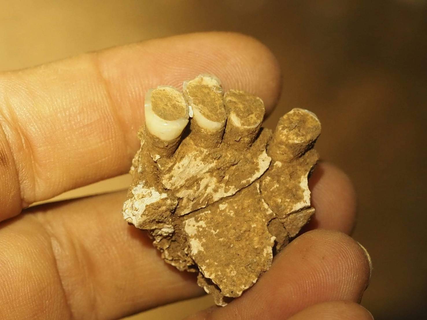 satun archaeo1