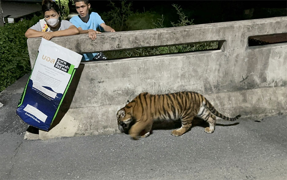 tiger liger