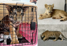 It’s Not a Liger, It’s a Tiger, and It Was Seized Along With a Lion Cub