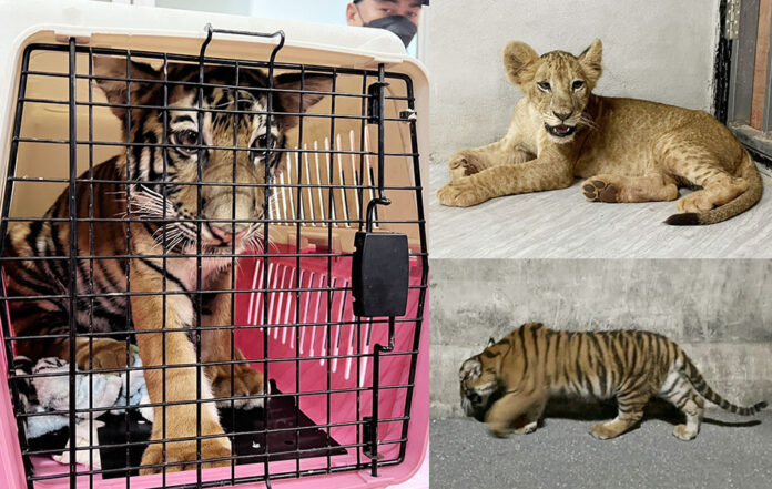 tiger-lion2