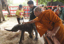 Rare Twin Elephants in Thailand Receive Monks’ Blessings a Week After Their Tumultuous Birth