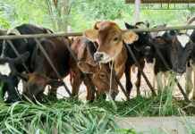 Thai Farmers to Benefit from Australian Low Carbon Management Expertise