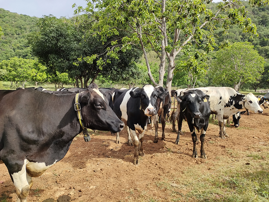 cattle aussie8
