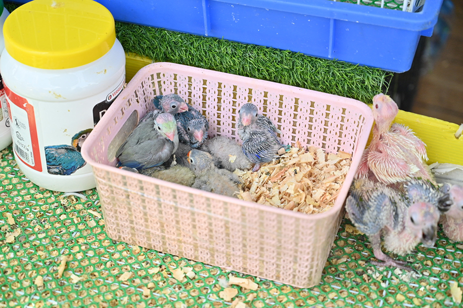 chatuchak fire3