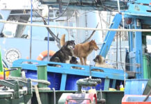 8 Dogs Abandoned on Oil Smuggling Boats Still Miss Their Owners