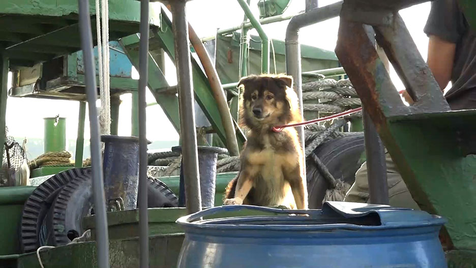 dog boat2