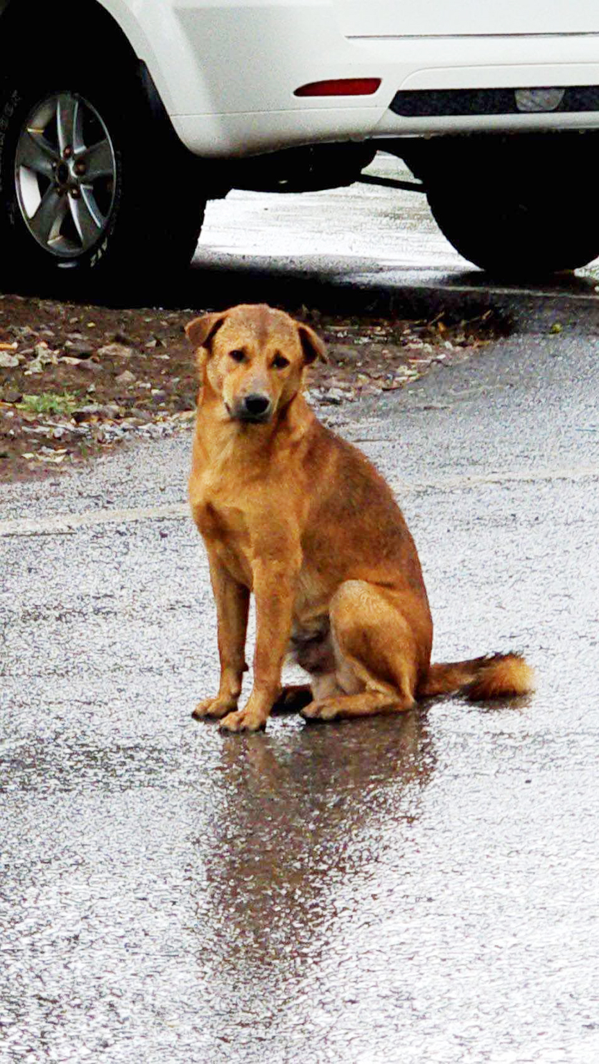 dog phetchabun3