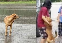 Shop Staff’s Kindness Leads to Emotional Dog-Owner Reunion