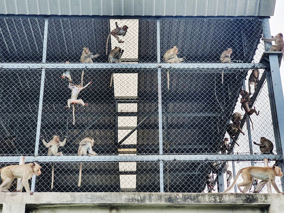 lopburi clear monkey2