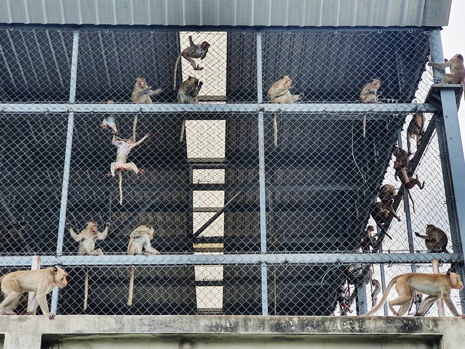 monkey escape1