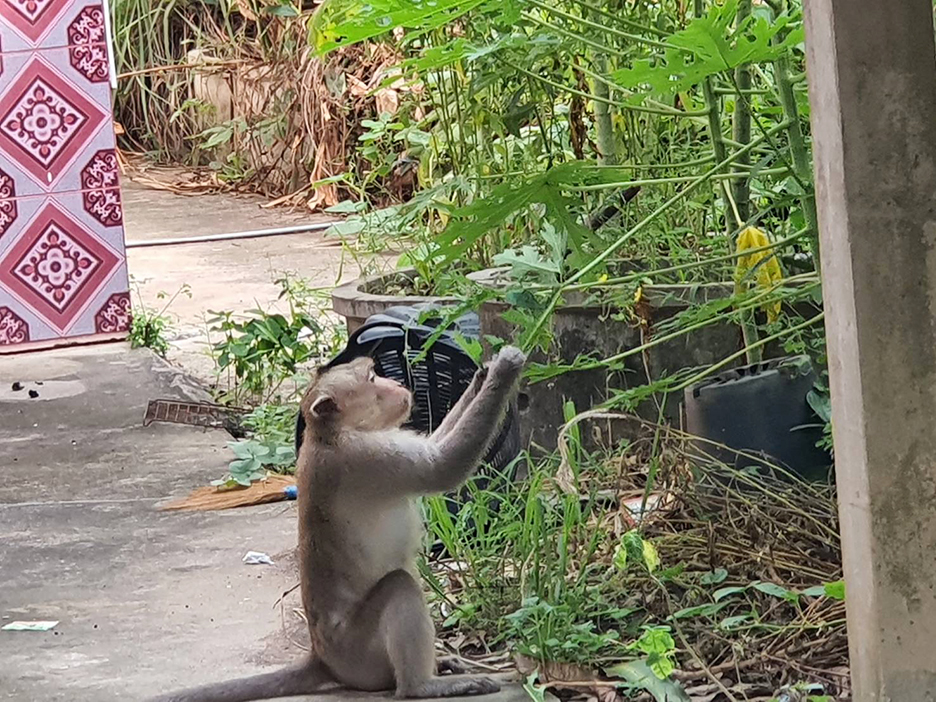 monkey escape3