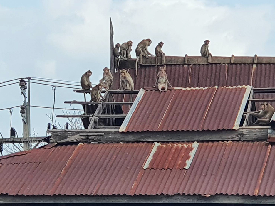 monkey escape4