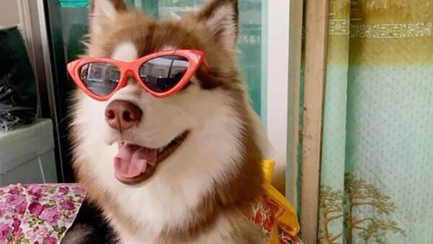 siberian dog2