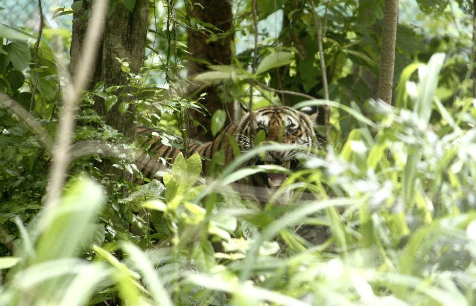 tiger2