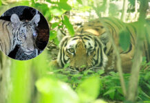 Thai Officials Releases One-Eyed Blind Tigress ‘Balakol’ Into the Forest