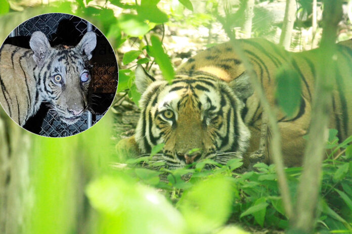 tigress1