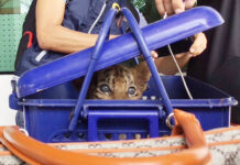Vietnamese Man and Thai Woman Arrested With Tiger Cub Allegedly Sold for $8,200