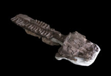 Fossils Show Huge Salamanderlike Predator With Sharp Fangs Existed Before the Dinosaurs