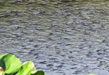 Thailand Fights Alien Fish: Measures to Control African Blackchin Tilapia Blackchin tilapia