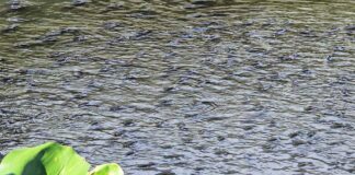 Thailand Fights Alien Fish: Measures to Control African Blackchin Tilapia Blackchin tilapia